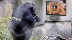 Chimpansee verslaafd aan porno